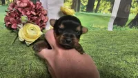 Ceci, a female Yorkshire Terrier for sale in Brighton, MO – 6 of 8