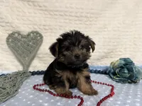 Chris , a female Yorkshire Terrier for sale in Brighton, MO – 5 of 9
