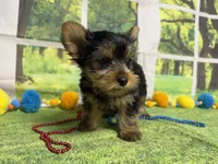 Stephen , a male Yorkshire Terrier for sale in Brighton, MO – 3 of 9