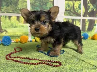 Stephen , a male Yorkshire Terrier for sale in Brighton, MO – 6 of 9