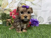 Ruby, a male Yorkshire Terrier for sale in Brighton, MO – 9 of 9