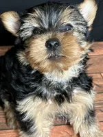 Clover , a male Yorkshire Terrier for sale in Brighton, MO – 2 of 7