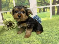 Shilo, a male Yorkshire Terrier for sale in Brighton, MO – 6 of 7