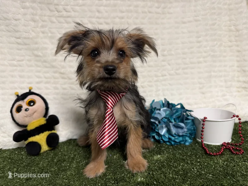 Cody – Yorkshire Terrier puppy for sale in Brighton, MO