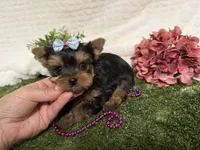 Lillian, a female Yorkshire Terrier for sale in Brighton, MO – 2 of 6