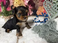 Brent, a male Yorkshire Terrier for sale in Brighton, MO – 8 of 9