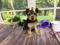 Honey, a female Yorkshire Terrier for sale in Brighton, MO – 1 of 7
