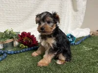 Biscuit, a male Yorkshire Terrier for sale in Brighton, MO – 5 of 7