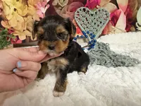 Brent, a male Yorkshire Terrier for sale in Brighton, MO – 2 of 9