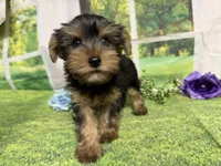 Sawyer, a male Yorkshire Terrier for sale in Brighton, MO – 2 of 6