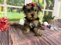 Lillian, a female Yorkshire Terrier for sale in Brighton, MO – 1 of 5