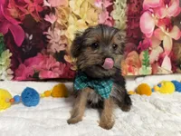 Cody, a male Yorkshire Terrier for sale in Brighton, MO – 3 of 9
