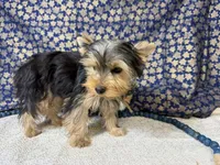 Levi neutered , a male Yorkshire Terrier for sale in Brighton, MO – 2 of 10