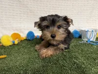 Smudge, a male Yorkshire Terrier for sale in Brighton, MO – 4 of 6