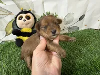 Spencer , a male Yorkshire Terrier for sale in Brighton, MO – 3 of 5