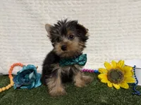 Beans, a male Yorkshire Terrier for sale in Brighton, MO – 3 of 6