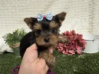 Lillian, a female Yorkshire Terrier for sale in Brighton, MO – 6 of 6