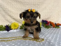 Ceci, a female Yorkshire Terrier for sale in Brighton, MO – 7 of 10