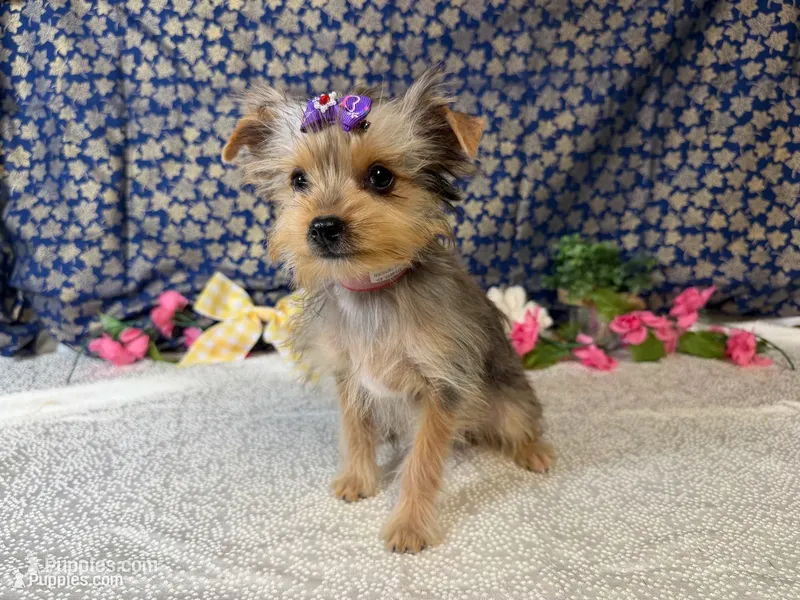Heidi – Yorkshire Terrier puppy for sale in Brighton, MO