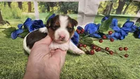 Carter , a male Yorkshire Terrier for sale in Brighton, MO – 6 of 9
