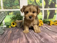 Roman NEUTERED , a male Yorkshire Terrier for sale in Brighton, MO – 2 of 7