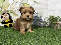 Reed, a male Yorkshire Terrier for sale in Brighton, MO – 6 of 7
