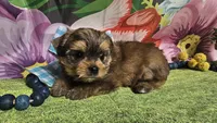 Matty, a male Yorkshire Terrier for sale in Brighton, MO – Photo 4 of 6
