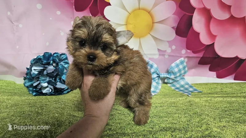 Matty – Yorkshire Terrier puppy for sale in Brighton, MO
