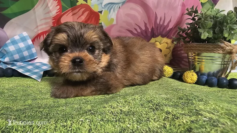 Matty – Yorkshire Terrier puppy for sale in Brighton, MO