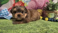 Matty, a male Yorkshire Terrier for sale in Brighton, MO – Photo 1 of 6