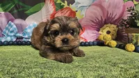 Matty, a male Yorkshire Terrier for sale in Brighton, MO – Photo 2 of 6