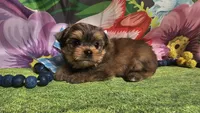 Matty, a male Yorkshire Terrier for sale in Brighton, MO – Photo 6 of 6