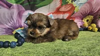 Matty, a male Yorkshire Terrier for sale in Brighton, MO – Photo 3 of 6
