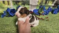 Carter , a male Yorkshire Terrier for sale in Brighton, MO – 9 of 9