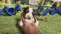 Carter , a male Yorkshire Terrier for sale in Brighton, MO – 8 of 9