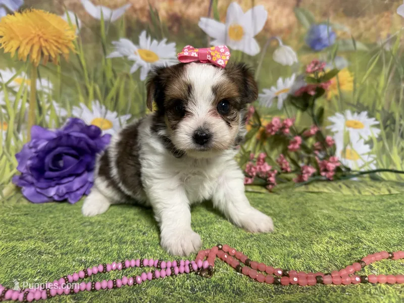 Cassie  – Yorkshire Terrier puppy for sale in Brighton, MO