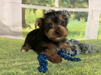 Sunny, a male Yorkshire Terrier for sale in Brighton, MO – 4 of 5