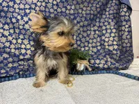 Levi neutered , a male Yorkshire Terrier for sale in Brighton, MO – 8 of 10