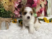 Baxter , a male Yorkshire Terrier for sale in Brighton, MO – 3 of 8
