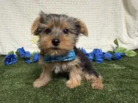 Sawyer, a male Yorkshire Terrier for sale in Brighton, MO – 2 of 6