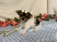 Hazel , a female Yorkshire Terrier for sale in Brighton, MO – 5 of 10