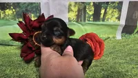 Cash, a female Yorkshire Terrier for sale in Brighton, MO – 2 of 5