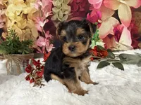 Biscuit, a male Yorkshire Terrier for sale in Brighton, MO – 1 of 8
