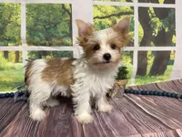 Brock NEUTERED , a male Yorkshire Terrier for sale in Brighton, MO – 1 of 6