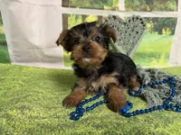 Sunny, a male Yorkshire Terrier for sale in Brighton, MO – 5 of 5