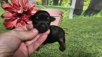 Clara, a female Yorkshire Terrier for sale in Brighton, MO – 4 of 6