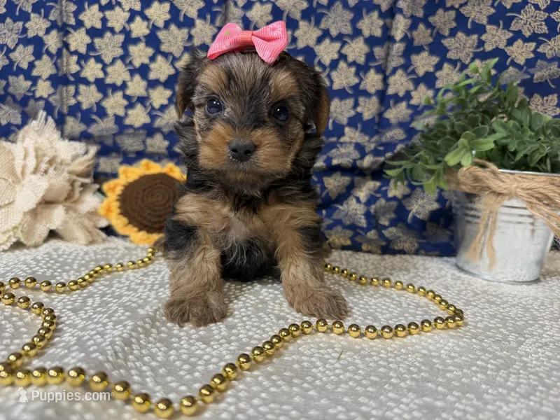 Simone – Yorkshire Terrier puppy for sale in Brighton, MO