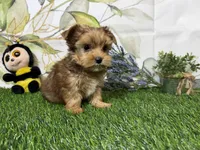 Reed, a male Yorkshire Terrier for sale in Brighton, MO – 2 of 7
