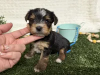 Holland, a female Yorkshire Terrier for sale in Brighton, MO – 4 of 10