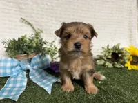 Roman, a male Yorkshire Terrier for sale in Brighton, MO – 5 of 10